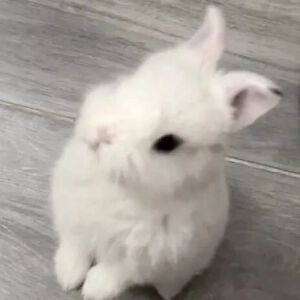 萌宠集
