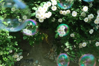 春日里的泡泡和花儿
