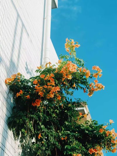 夏日小美好