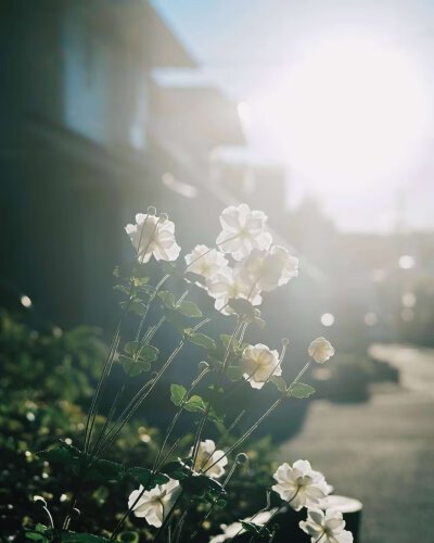 夏日小美好