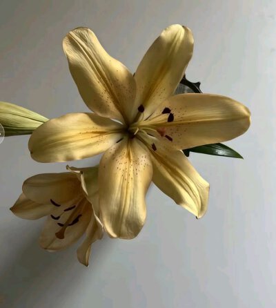 黄色系背景图