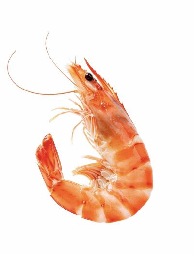 食物白底头像