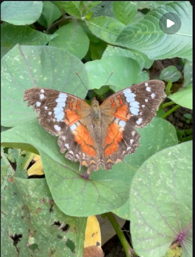 。