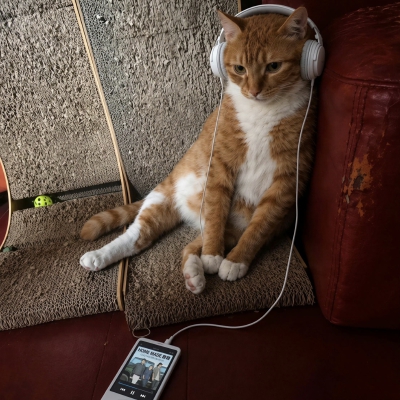猫猫头像·图源微博