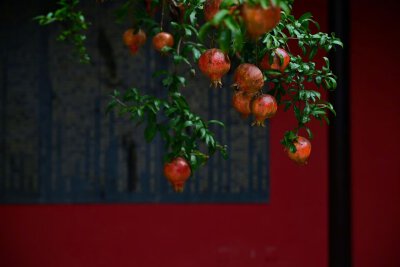 “身因春風生，心隨秋風落。” ​ ​​​