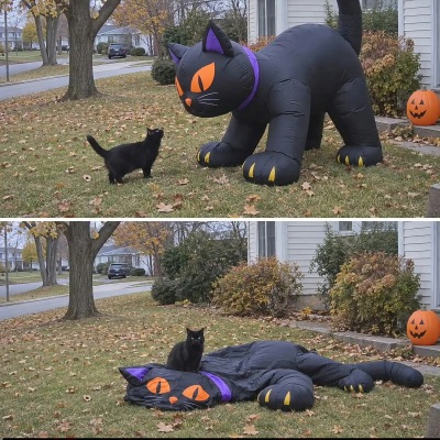 猫