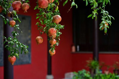 “身因春風生，心隨秋風落。” ​ ​​​