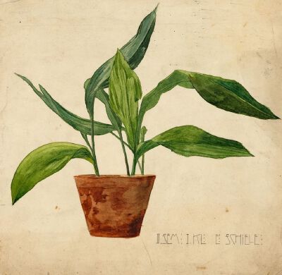 《Topfpflanze （Schülerarbeit）》（1904年-14岁，水彩画）埃贡·席勒