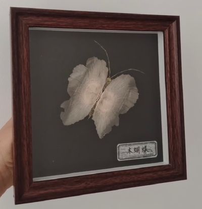 标本