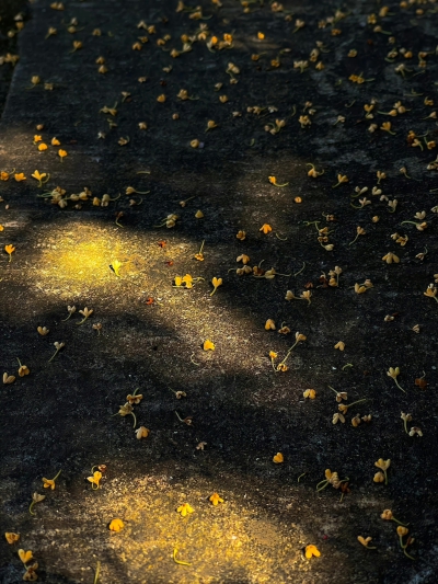♫‧̥ ᰯ⬭