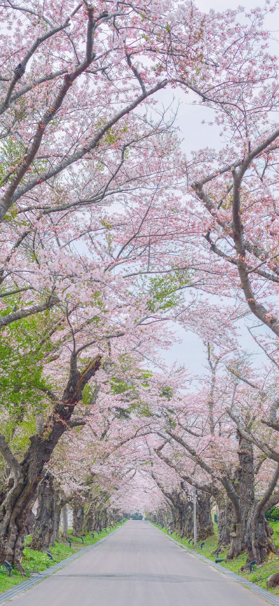 壁纸