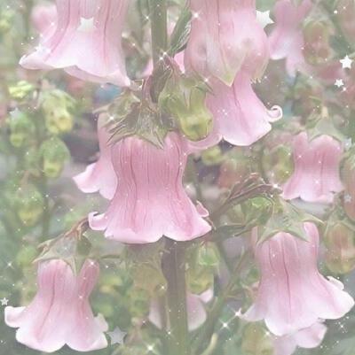 粉绿pinkgreen美学