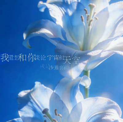蓝色系背景图 百合花背景图