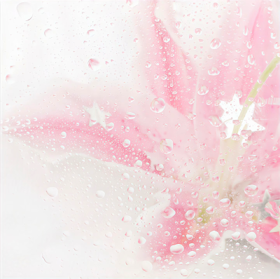 粉色系背景图 百合花背景图