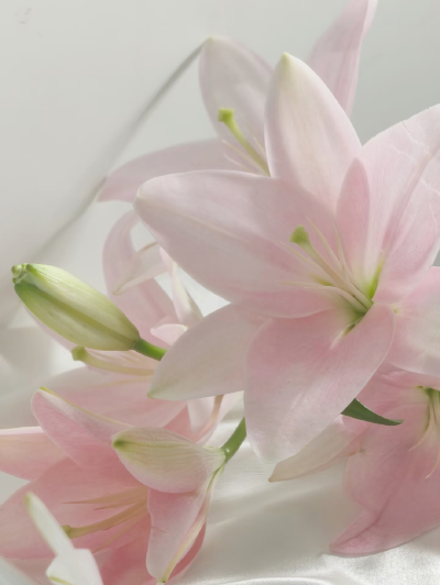 粉色系背景图 百合花背景图
