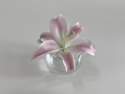 粉色系背景图 百合花背景图