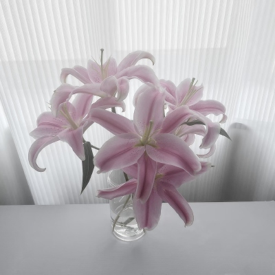 粉色系背景图 百合花背景图