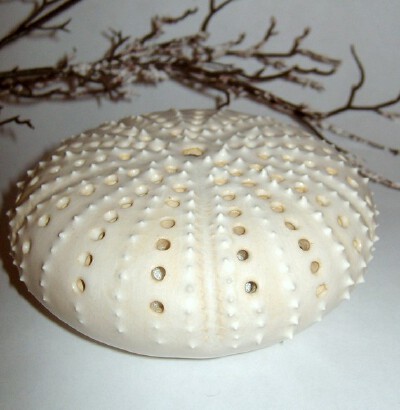 很漂亮的花插~<br /><a class='shortlnk' href='/s/02e2534ad' target='_blank' title='http://www.etsy.com/listing/69338128/white-sea-urchin-pin-cushion-figural'>http://duitang.com/s/02e2534ad</a>