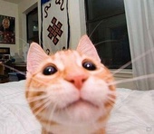 专辑：猫三狗四