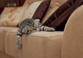 专辑：猫三狗四