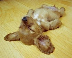 收录优美的图片 萌宠baby
