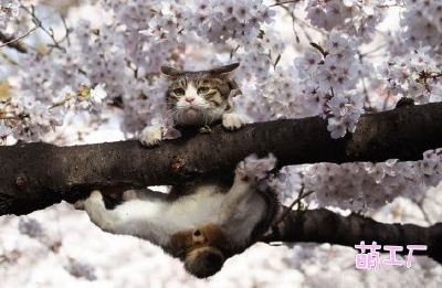东京Ueno公园中，一只樱花丛中的猫。这身手，肯定有练过