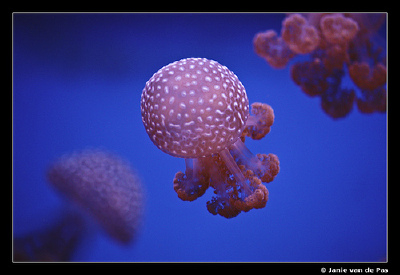 jellyfish | Tumblr