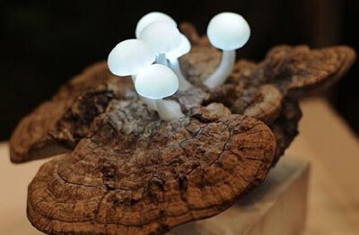 小蘑菇 夜灯