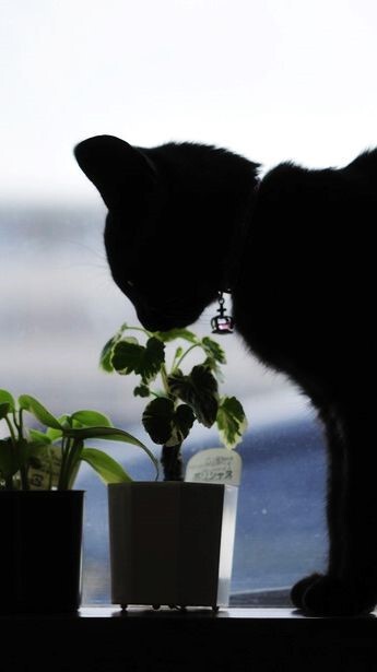 我是一只猛虎在细嗅蔷薇