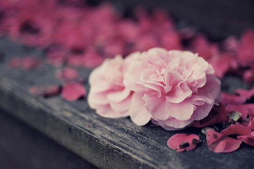 mi。花言花语。
