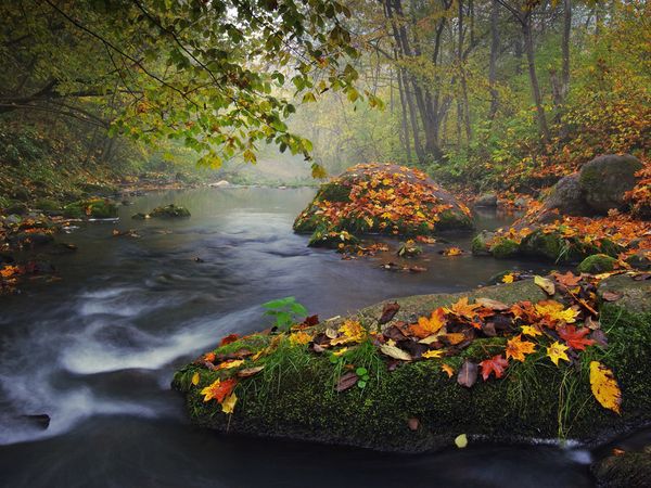 The falling leaves of red and gold