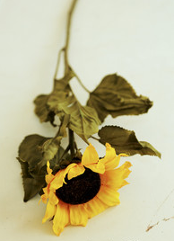 向日葵 颓废设计感 <a class='shortlnk' href='/s/0ddc7cfc00d73454' target='_blank' title='http://item.taobao.com/item.htm?id=10833369186'>http://duitang.com/s/0ddc7cfc00d73454</a>