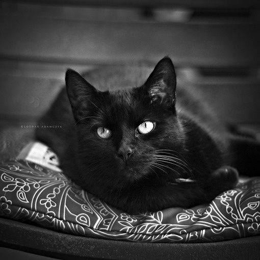  我属猫。腹黑星座。机车血型。炭烧风格。