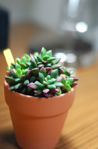 春夢殿錦 | Flickr – 相片分享！ 張相片