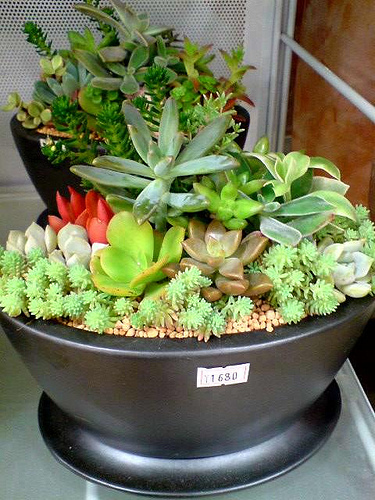 多肉植物 | Flickr – 相片分享！ 張相片