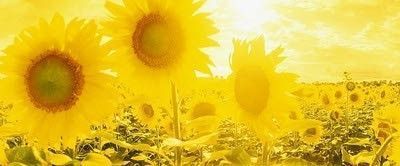 我爱太阳花。