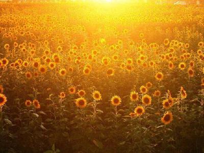 我爱太阳花。