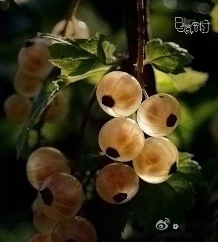 传说中的灯笼果~玲珑剔透啊有木有！谁吃过的向我报告一下~
