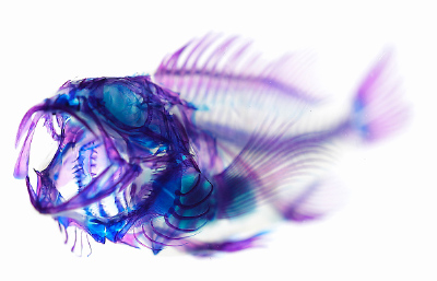 New World Transparent Specimen 透明标本