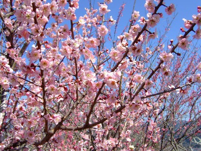  青梅市梅の公園