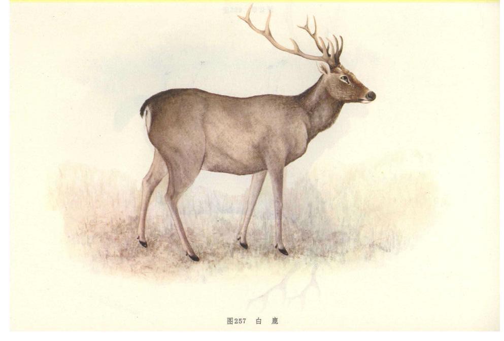 鹿
