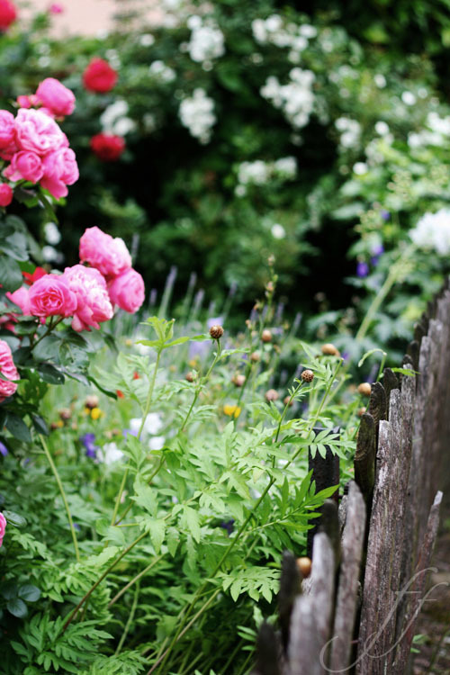 From：fotoefornelli.com-Giornata delle rose.