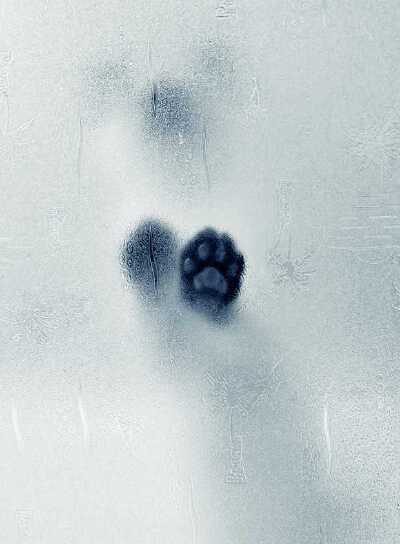 好萌的熊爪! <Paw!>,摄影来自Dilek Kavurmaci.