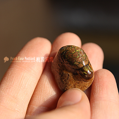 小乌龟