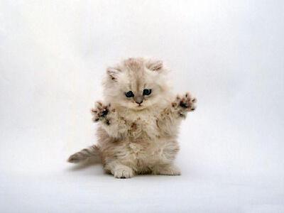 宠物 萌宠 猫 可爱