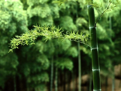 竹