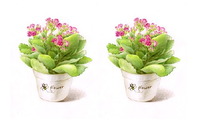 bloom