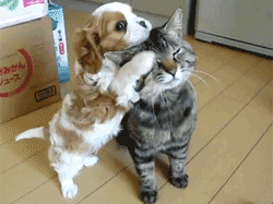 “猫哥，偶好稀饭你！”猫哥不为所动。。。