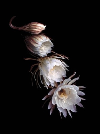  昙花一现，只为韦陀。