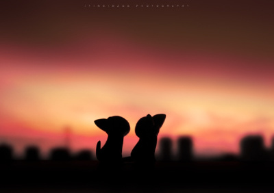 起司猫